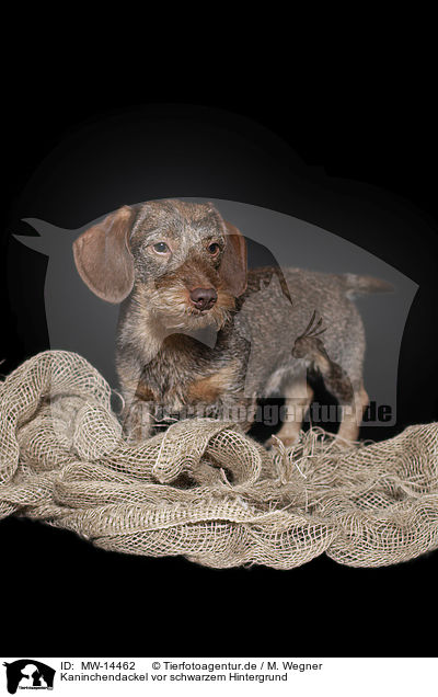 Kaninchendackel vor schwarzem Hintergrund / Rabbit-Dachshund in front of a black background / MW-14462