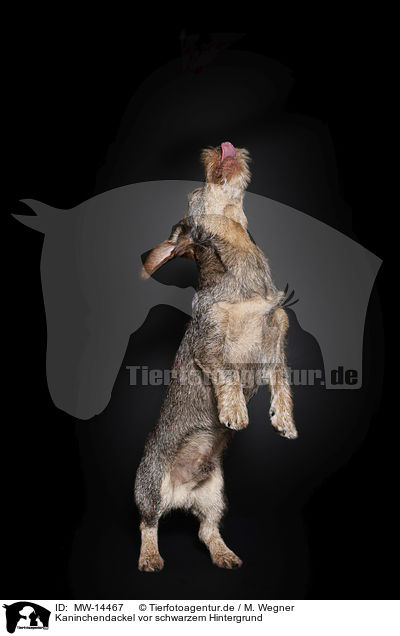 Kaninchendackel vor schwarzem Hintergrund / Rabbit-Dachshund in front of a black background / MW-14467