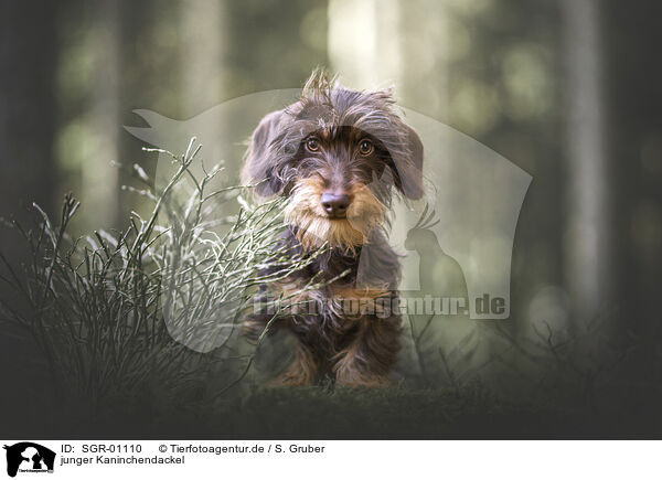 junger Kaninchendackel / young Rabbit Dachshund / SGR-01110