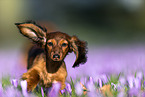 rennender Kaninchendackel
