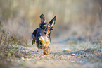 rennender Kaninchendackel