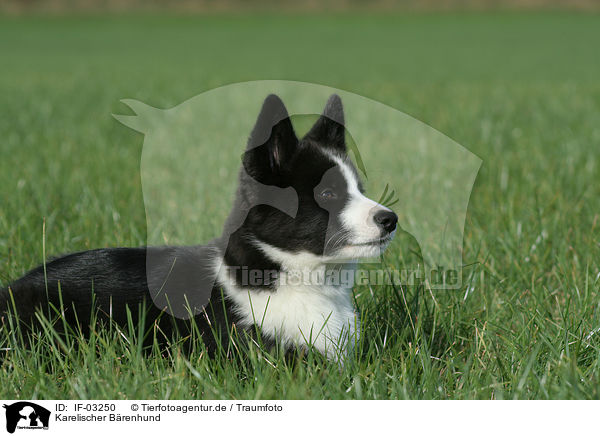 Karelischer B�renhund / IF-03250