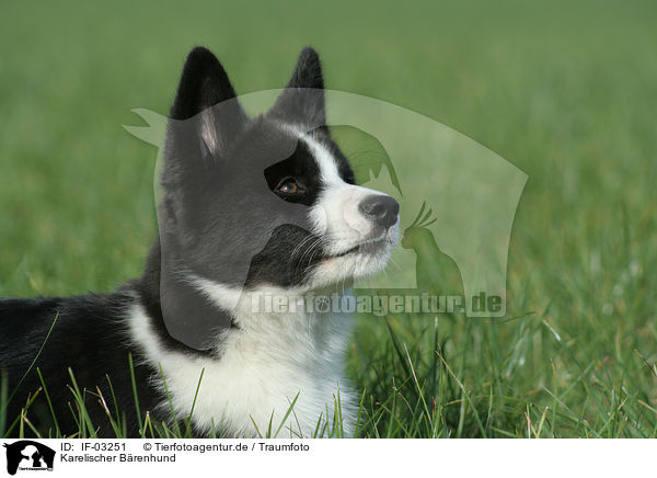 Karelischer B�renhund / IF-03251
