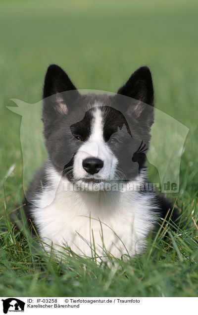 Karelischer Brenhund / IF-03258