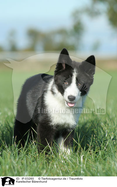 Karelischer Brenhund / Karelian Bear Dog / IF-03260