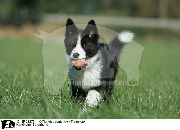 Karelischer Brenhund / Karelian Bear Dog / IF-03275