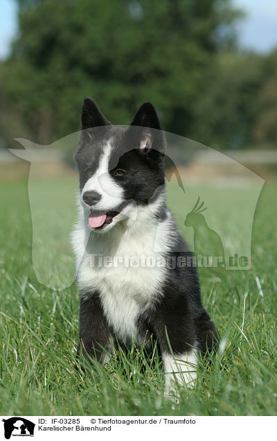 Karelischer Brenhund / Karelian Bear Dog / IF-03285