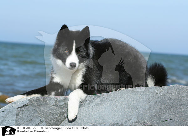 Karelischer Brenhund / Karelian Bear Dog / IF-04029