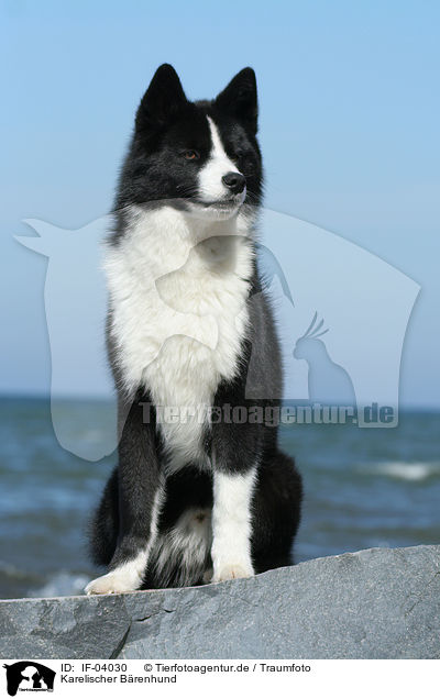 Karelischer Brenhund / Karelian Bear Dog / IF-04030