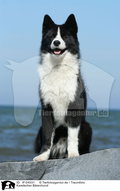 Karelischer Brenhund / Karelian Bear Dog / IF-04031