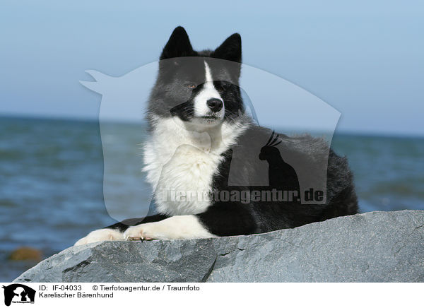 Karelischer Brenhund / Karelian Bear Dog / IF-04033