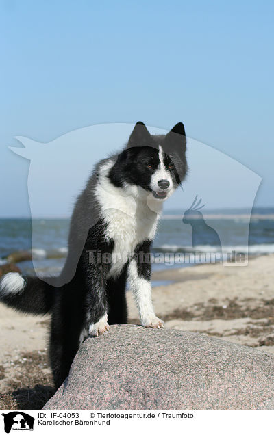 Karelischer Brenhund / Karelian Bear Dog / IF-04053