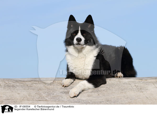 liegender Karelischer Brenhund / lying Karelian Bear Dog / IF-08554