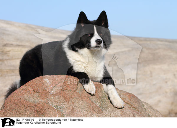 liegender Karelischer Brenhund / lying Karelian Bear Dog / IF-08616