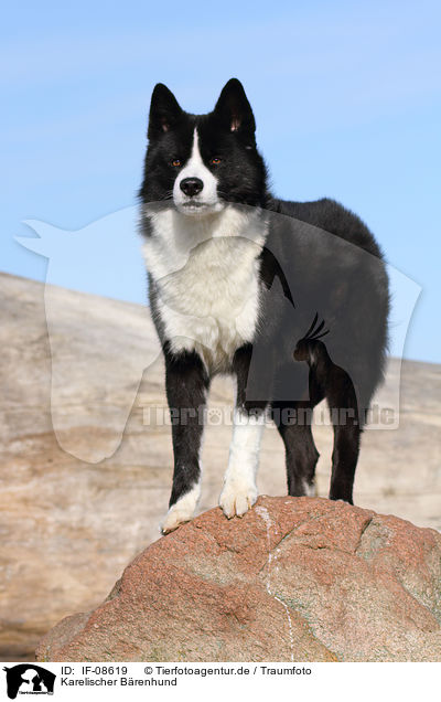 Karelischer Brenhund / Karelian Bear Dog / IF-08619