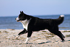 rennender Karelischer Brenhund