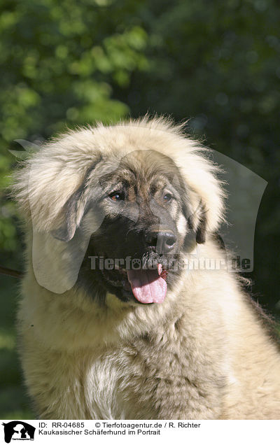Kaukasischer Schferhund im Portrait / RR-04685