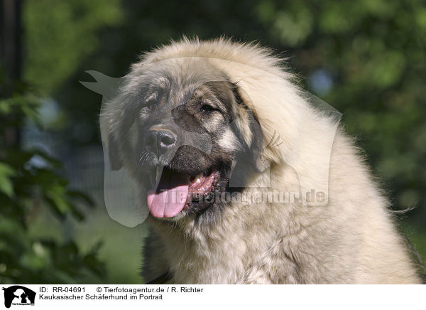Kaukasischer Schferhund im Portrait / caucasian owtcharka portrait / RR-04691