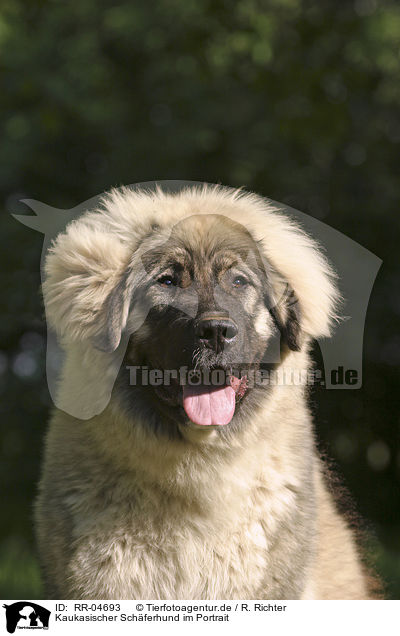 Kaukasischer Schferhund im Portrait / caucasian owtcharka portrait / RR-04693