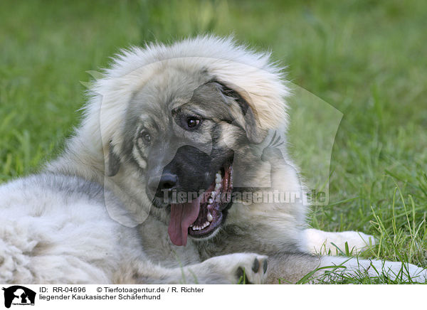 liegender Kaukasischer Schferhund / lying caucasian owtcharka / RR-04696