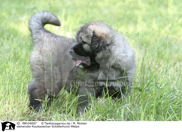 stehender Kaukasischer Schferhund Welpe / standing caucasian owtcharka puppy / RR-04697