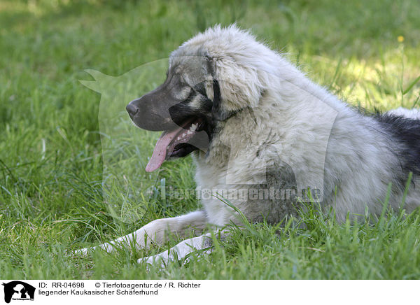 liegender Kaukasischer Schferhund / RR-04698