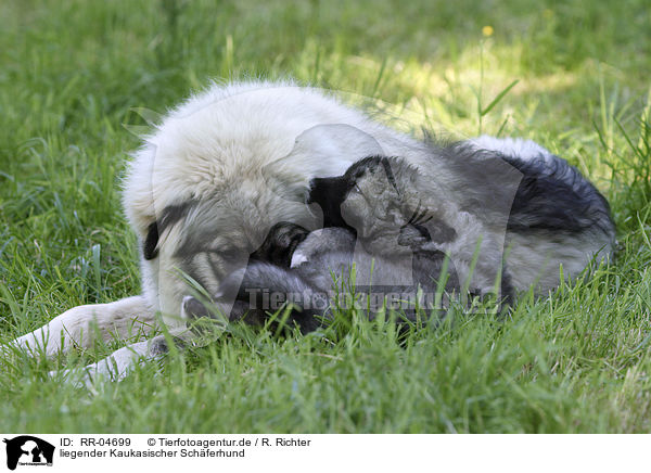 liegender Kaukasischer Schferhund / RR-04699