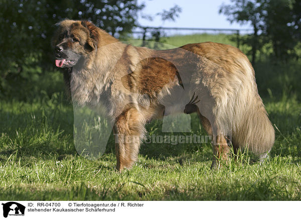 stehender Kaukasischer Schferhund / RR-04700