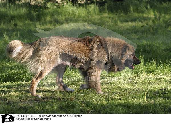 Kaukasischer Schferhund / RR-04701