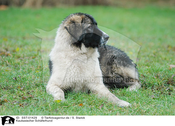 Kaukasischer Schferhund / SST-01429