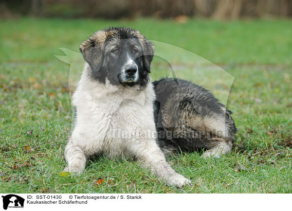 Kaukasischer Schferhund / Caucasian Owtcharka / SST-01430
