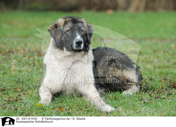 Kaukasischer Schferhund / Caucasian Owtcharka / SST-01430