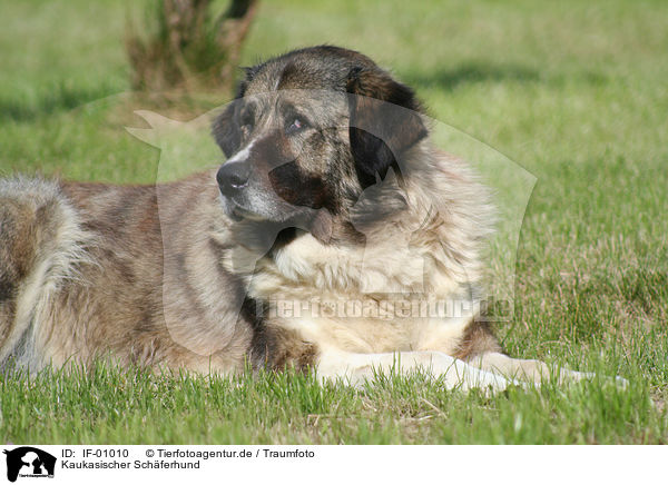 Kaukasischer Schferhund / IF-01010