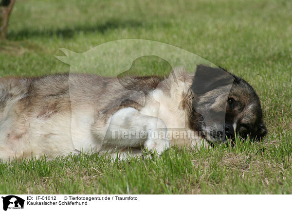 Kaukasischer Schferhund / Caucasian Owtcharka / IF-01012