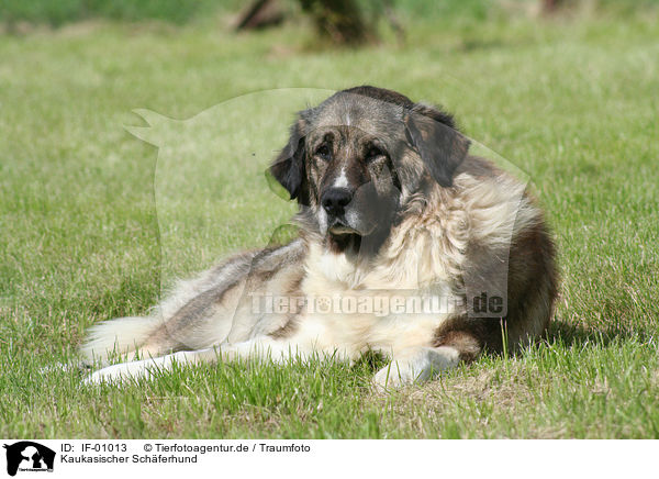 Kaukasischer Schferhund / Caucasian Owtcharka / IF-01013
