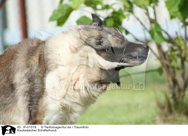 Kaukasischer Schferhund / IF-01018