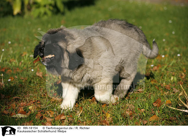 Kaukasischer Schferhund Welpe / RR-18154