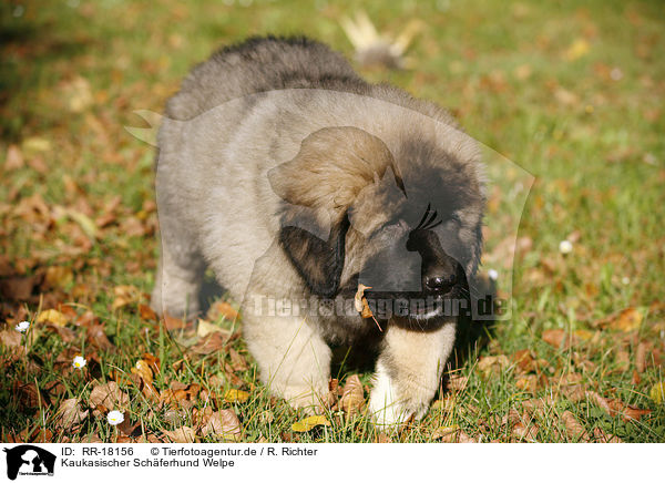 Kaukasischer Schferhund Welpe / RR-18156