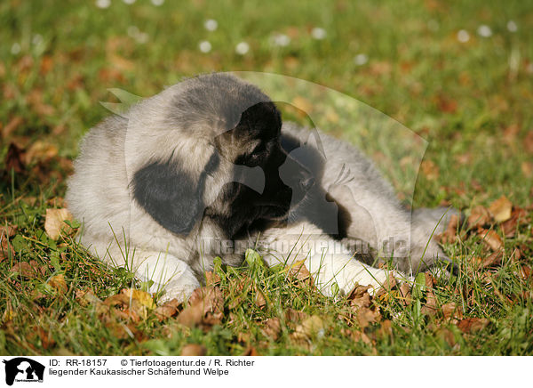 liegender Kaukasischer Schferhund Welpe / RR-18157