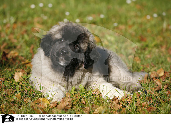 liegender Kaukasischer Schferhund Welpe / RR-18160