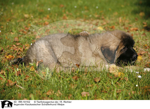 liegender Kaukasischer Schferhund Welpe / RR-18162
