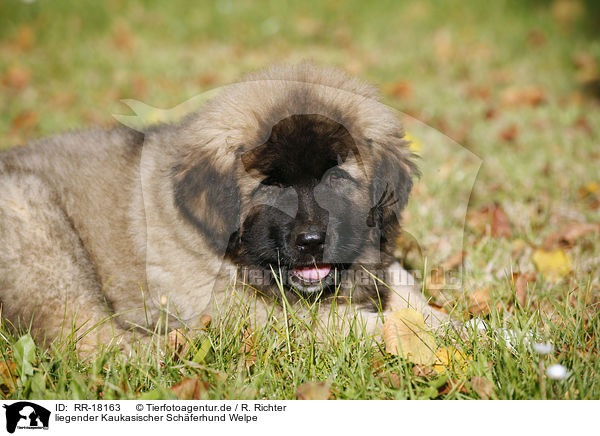 liegender Kaukasischer Schferhund Welpe / lying caucasian owtscharka pup / RR-18163