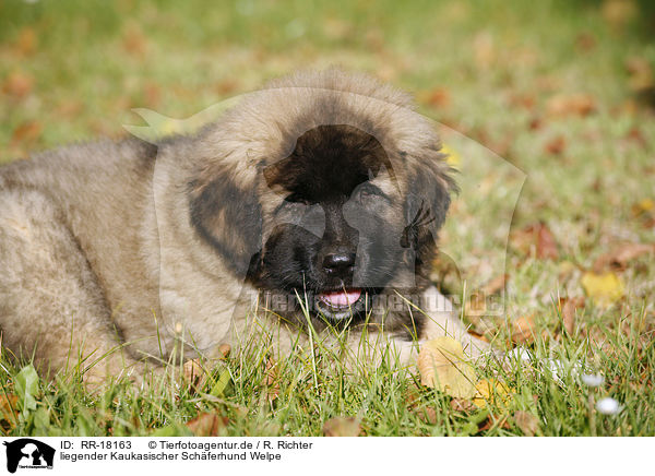 liegender Kaukasischer Schferhund Welpe / RR-18163