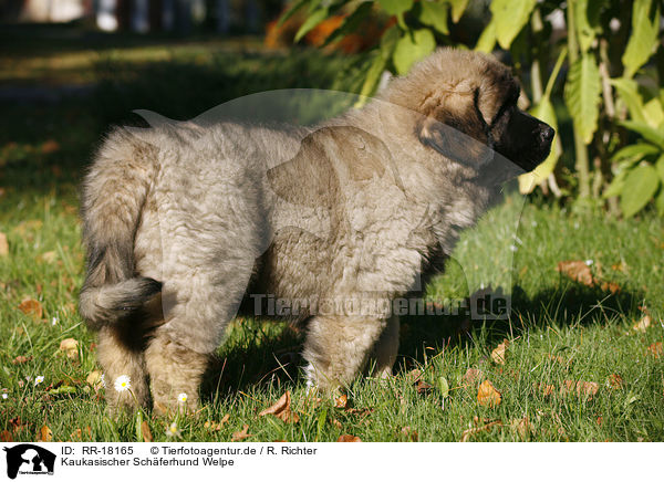 Kaukasischer Schferhund Welpe / RR-18165