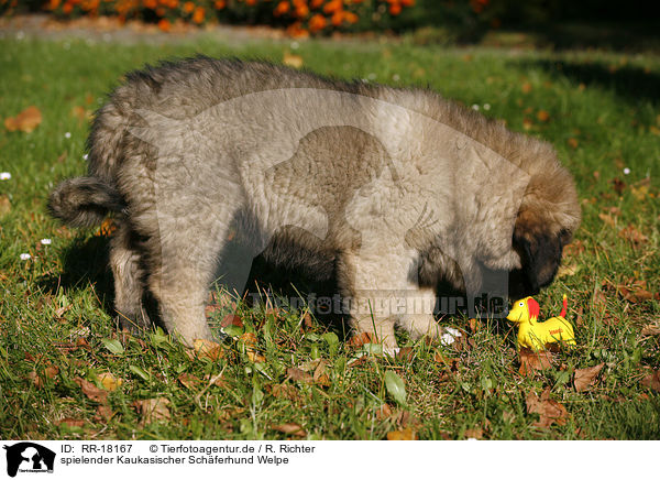 spielender Kaukasischer Schferhund Welpe / RR-18167