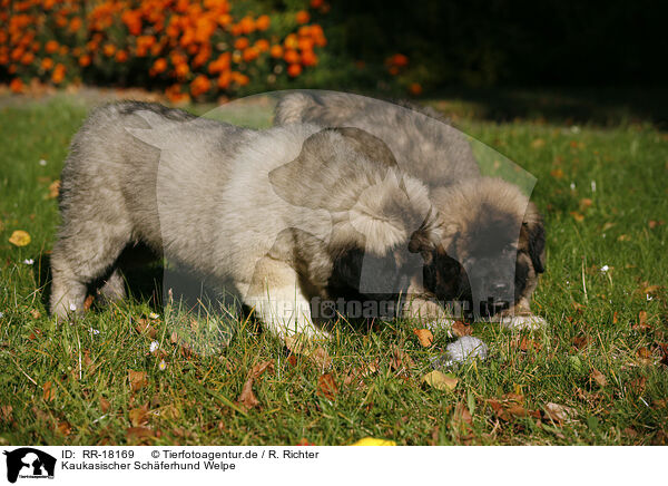 Kaukasischer Schferhund Welpe / caucasian owtscharka pup / RR-18169