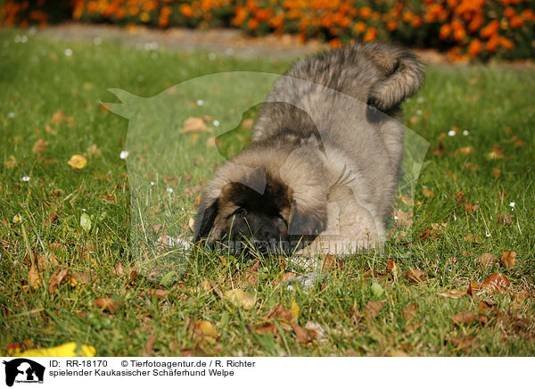 spielender Kaukasischer Schferhund Welpe / RR-18170