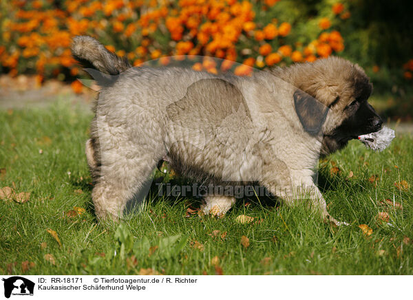 Kaukasischer Schferhund Welpe / RR-18171