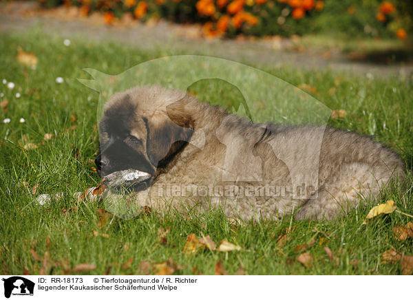 liegender Kaukasischer Schferhund Welpe / lying caucasian owtscharka pup / RR-18173