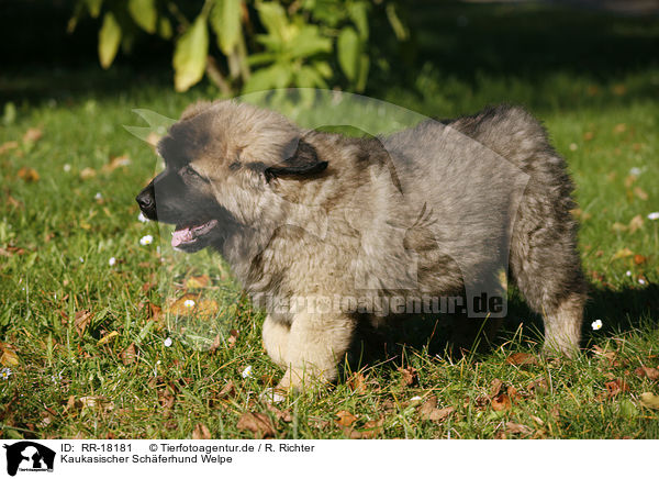 Kaukasischer Schferhund Welpe / caucasian owtscharka pup / RR-18181